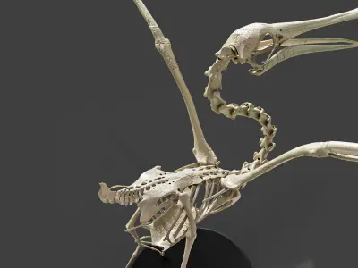 Realistic Pelican Skeleton 3D model