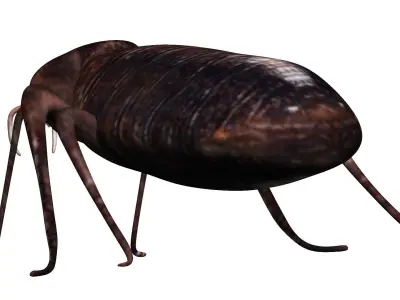 Bedbug bed bug Low-poly 3D model