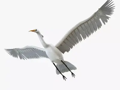 Egret bird rigged 3d model Low-poly 3D model