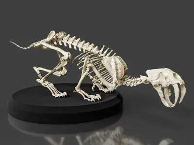 Realistic Sabretooth Skeleton 3D model