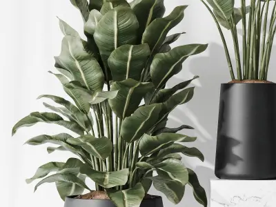 HQ Plants Bird Of ParadiseBird Vase Set05 Free 3D model