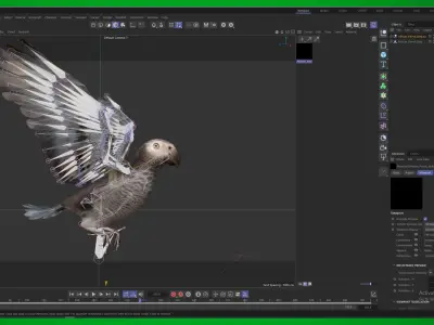 African Congo Grey Parrot Low-poly 3D model