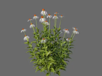 XfrogPlants Echinacea Purpurea  3D model