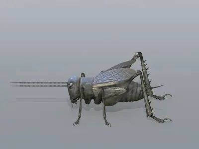 Gryllulus   Cricket Low-poly 3D model