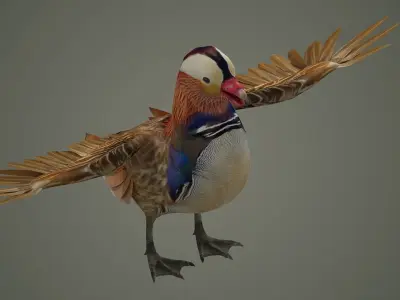 bird duck mandarin colorful beautiful nature animal 3D model
