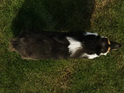 Sheltie dog pet Free 3D model