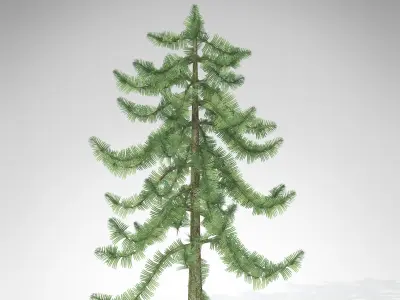 XfrogPlants Wollemi Pine 3D model