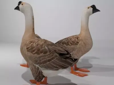 Swan Bird Low-poly 3D model