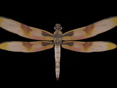 Blender 3D Insects Model 3D model