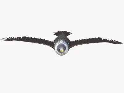 Falcon bird rigged 3d model Low-poly 3D model