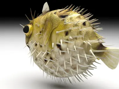 Blowfish 3D model