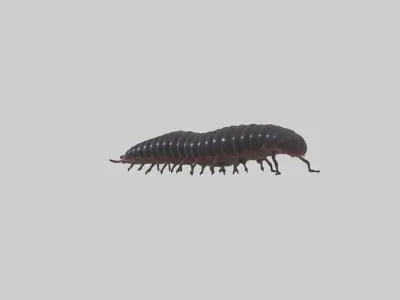 Desert Millipede Low-poly 3D model