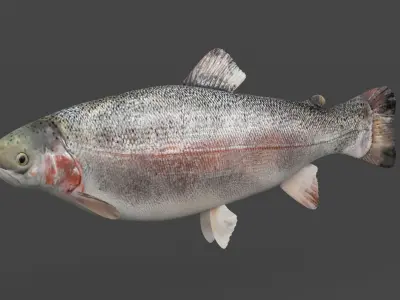 Fish Trout 3D model