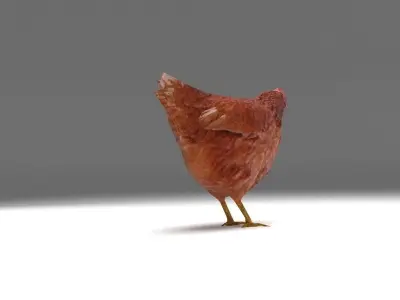 Chicken low poly rooster Low-poly 3D model
