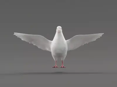 Columbidae White Dove Bird Low-poly 3D model