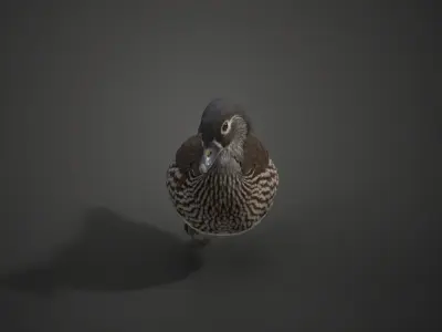 Mandarin Duck Female Animated VFX Grace 3D model