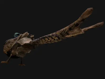 Pheasant Bird Low-poly 3D model