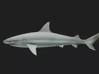 Blacknoseshark Low-poly 3D model