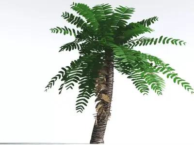 EVERYPlant Pseudoctnis Cycad LowPoly 3 --12 Models-- Low-poly 3D model