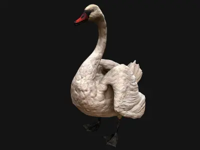 Swan Bird Low-poly 3D model