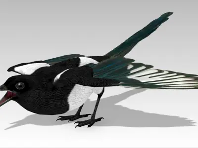 Magpie Low-poly 3D model