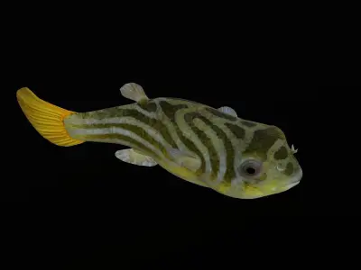 animated pufferfish blowfish puffer 3D model