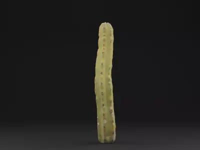 Cactus Plant Low-poly 3D model