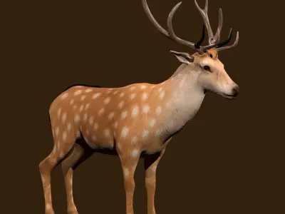 Fawn Deer Rig 3D model