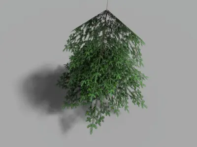 low poly small spruce Low-poly 3D model