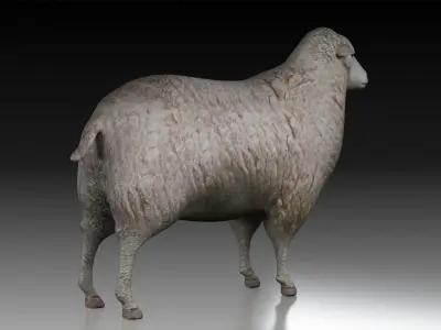 sheep ram ewe lamp wool fur farm livestock domesticated merino  3D model