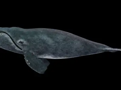 Southern Right Whale - Ballena Franca Low-poly 3D model