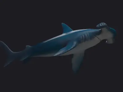 sea killers sea animals hammerhead hammer-head shark  3D model