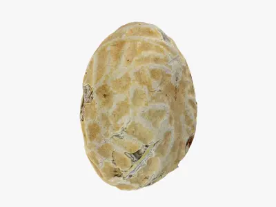 Single Peanut Shell 3D model