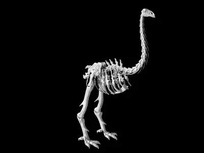 Moa skeleton Low-poly 3D model