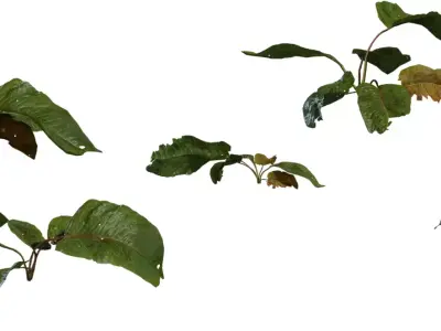 Broadleaf Ground Plant Sprig Pack Low-poly 3D model