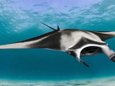 Manta Ray 8K- 3d animated 3D model