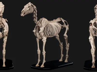 Horse Anatomy Kit Commercial License Low-poly 3D model