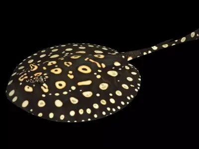 Motoro Stingray Black Diamond Low-poly 3D model