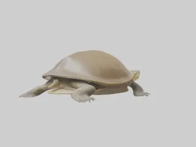 Ganges Softshell Turtle basking model 3D model