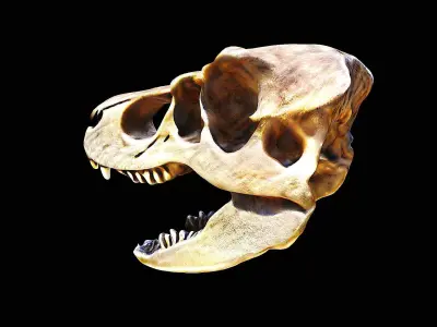 t-rex skull 3D model