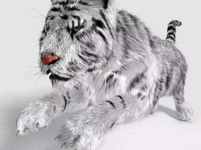 Siberian White Tiger v1 Low-poly 3D model