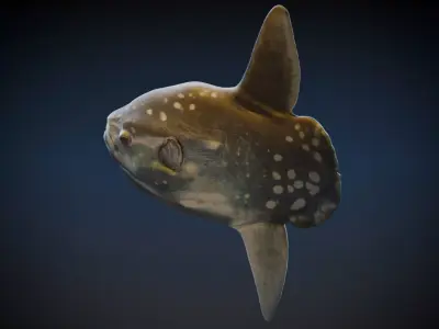 Sun Fish 3D model
