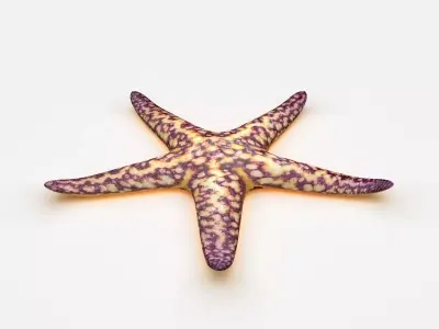 Starfish Sea star Low-poly 3D model