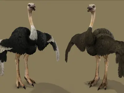 OSTRICT RIGGED ANIMATED 11 Low-poly 3D model