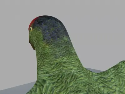 Parrot Rigged and Animated 3D model