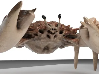 Animated crab 3D model
