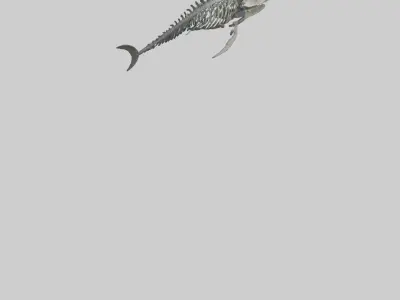 Dunkleosteus Skeleton model Low-poly 3D model