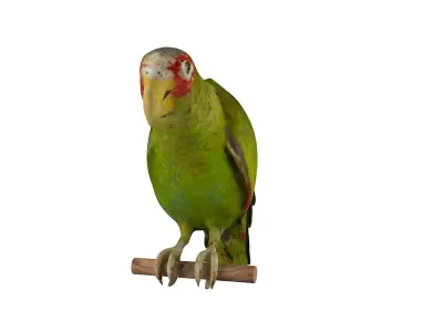 Parrot perched on branch 3D model