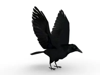 Carrion Crow Animated Low-poly 3D model