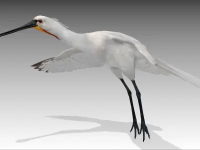 Spoonbill stork Low-poly 3D model
